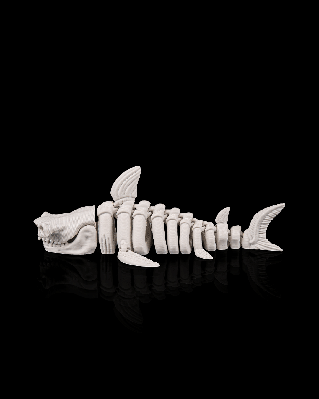 Skeleton Shark – Articulated 3D Printed Display Figure