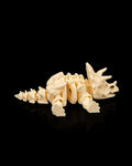Skeleton Triceratops – 3D Printed Display Figure
